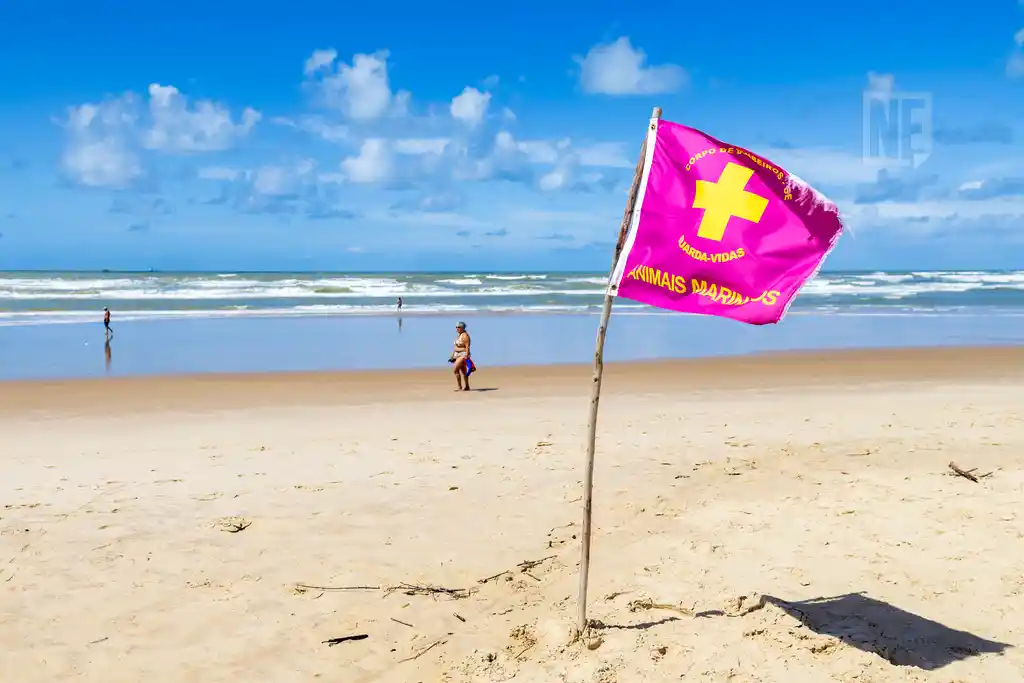 Água-vivas e caravelas nas praias sergipanas