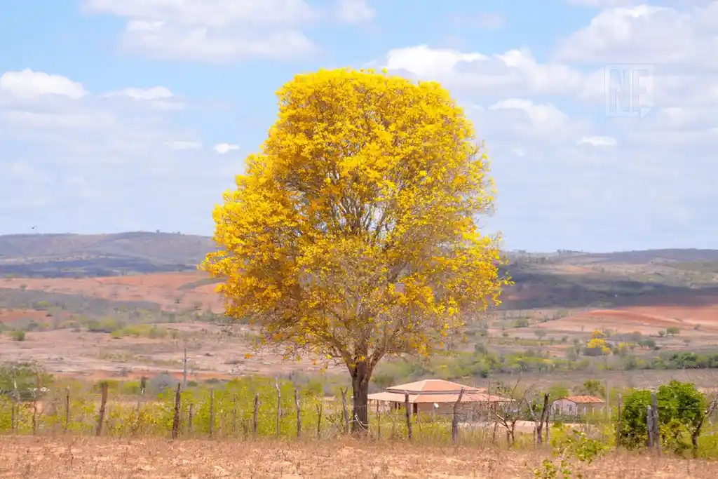 Primavera em Sergipe