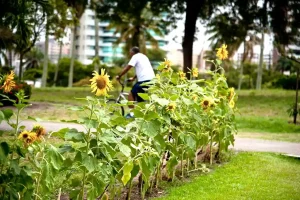 Primavera em Sergipe