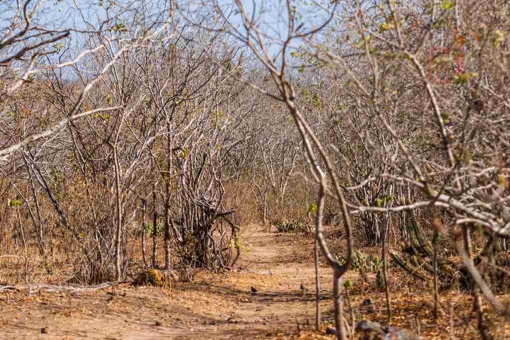 Seca registrada em territórios sergipanos