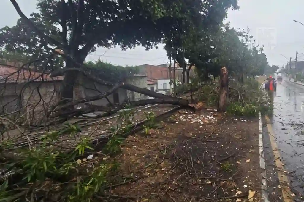 Árvore cai em Aracaju